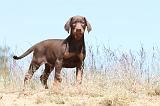 DOBERMANN 801